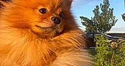 Adobo joined the competition — help win amazing prizes! dog, pomeranian, fluffy, orange_fur, pet, outdoor, sunlight, golden_hour, sky, tree, car, sidewalk, greenery, portrait, animal, cute, furry, domestic_animal, canine, daytime