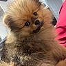 Adobo is registered to the contest to win money with this photo: pomeranian, puppy, dog, fluffy, fur, pet, cute, indoors, animal, small, portrait, looking, brown, soft, young, domestic, companion, furry, face, closeup