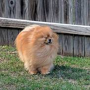 Adobo is registered to the contest to win money with this photo: dog, pomeranian, fluffy, outdoor, grass, pet, canine, fence, nature, small_dog, brown_fur, animal, cute, portrait, sunlight, peaceful, closed_eyes, standing, yard, calm