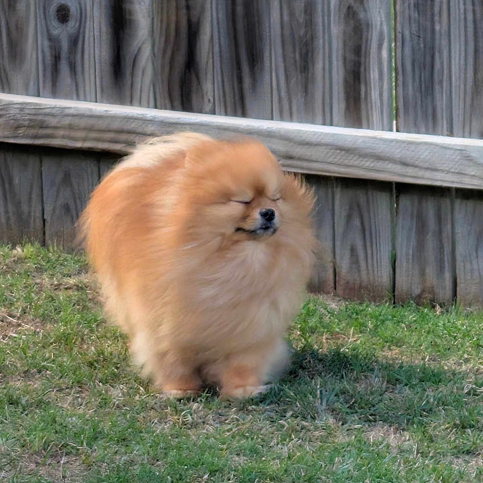 Adobo is registered to the contest to win money with this photo: dog, pomeranian, fluffy, outdoor, grass, pet, canine, fence, nature, small_dog, brown_fur, animal, cute, portrait, sunlight, peaceful, closed_eyes, standing, yard, calm