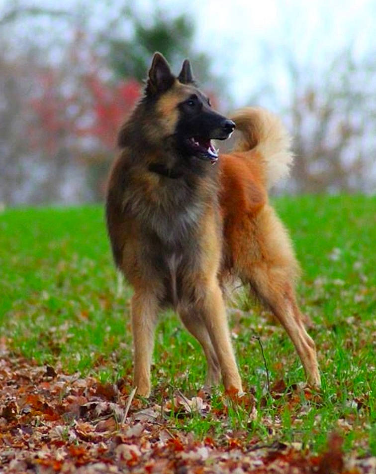 Majestueux Phenix a rejoint le concours — aidez-le/la à gagner de superbes lots ! belgian_shepherd, belgian_shepherd_malinois, canidae, carnivore, dog, dog_breed, fawn, icelandic_sheepdog, laekenois, mammal, old_german_shepherd_dog, shiloh_shepherd_dog, tervuren, vertebrate
