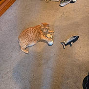 Wilson is registered to the contest to win money with this photo: animal, baseball, carpet, casual, cat, cozy, domestic_cat, feline, floor, household, indoor, living_space, orange_tabby, pants, pet, playful, relaxed, resting, shoes, toy_fish