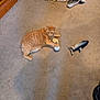 animal, baseball, carpet, casual, cat, cozy, domestic_cat, feline, floor, household, indoor, living_space, orange_tabby, pants, pet, playful, relaxed, resting, shoes, toy_fish