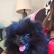 Luna joined the competition — help win amazing prizes! dog, pom, pomeranian, black_dog, fluffy, tongue_out, pet, indoor, person, red_clothing, lamp, home, cozy, cute, animal, happy, companion, fur, portrait, hand