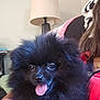 dog, pom, pomeranian, black_dog, fluffy, tongue_out, pet, indoor, person, red_clothing, lamp, home, cozy, cute, animal, happy, companion, fur, portrait, hand