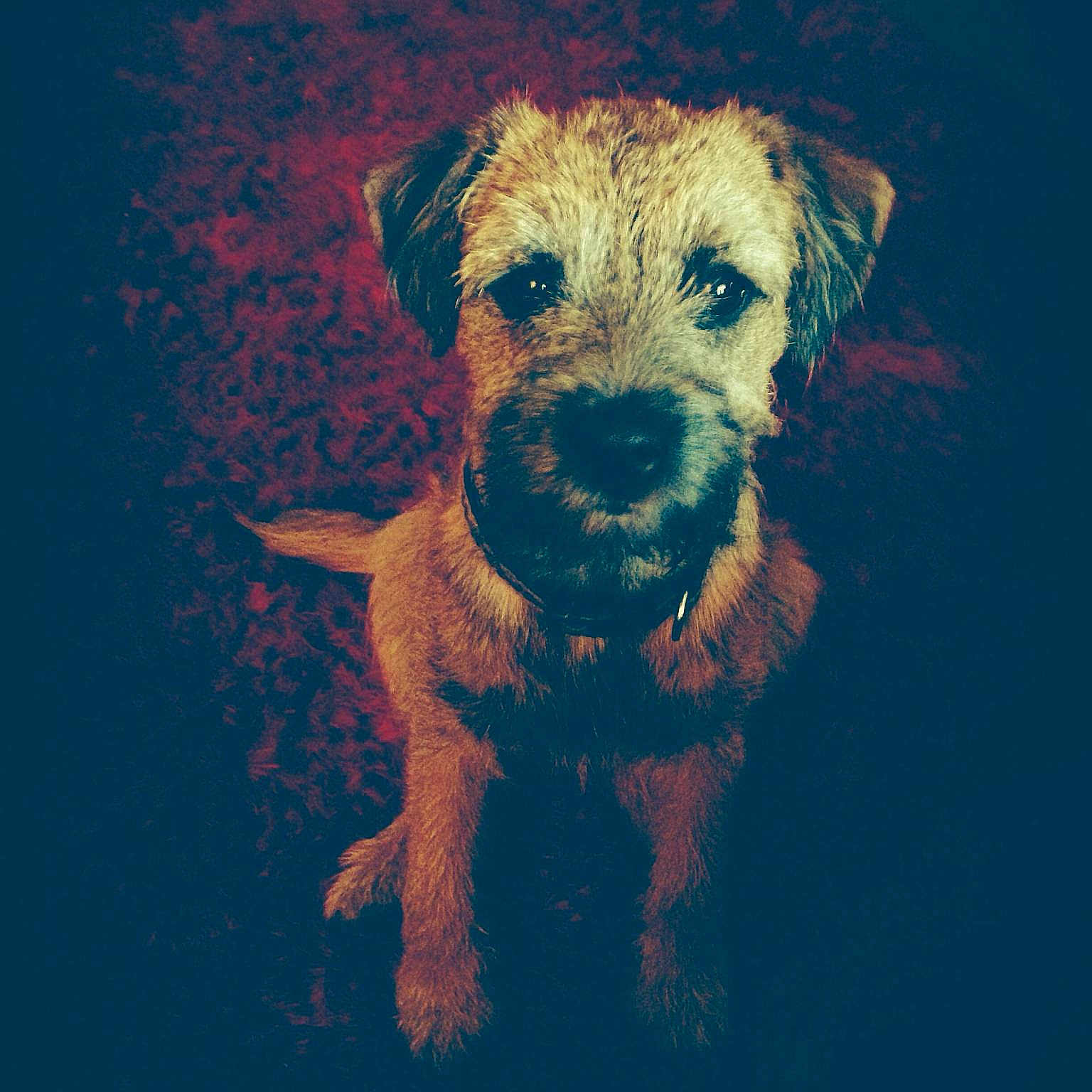 Pippa