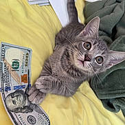 Milo joined the competition — help win amazing prizes! kitten, gray_tabby, money, hundred_dollar_bill, yellow_blanket, green_blanket, paws, wide_eyes, curious, indoor, folded_paper, pet, cute, animal, young_cat, lying_down, soft_texture, cozy, playful, close_up