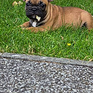 Björn participe au concours pour gagner de l'argent avec cette photo : dog, puppy, french_bulldog, grass, flower_petals, outdoor, animal, pet, brown, black_muzzle, ears, cute, lying_down, nature, summer, leaf, closeup, young_dog, canine, playful