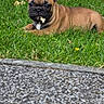 dog, puppy, french_bulldog, grass, flower_petals, outdoor, animal, pet, brown, black_muzzle, ears, cute, lying_down, nature, summer, leaf, closeup, young_dog, canine, playful