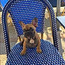 Björn participe au concours pour gagner de l'argent avec cette photo : puppy, dog, french_bulldog, chair, outdoor, sunlight, blue, white, woven, pet, animal, cute, small, seat, table, plant, daylight, expression, curious, cafe