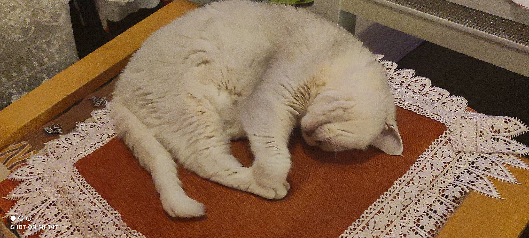 Poupou a rejoint le concours — aidez-le/la à gagner de superbes lots ! carnivore, cat, claw, comfort, domestic_short_haired_cat, eye, fawn, felidae, flooring, fur, hardwood, linens, nap, paw, small_to_medium_sized_cats, snout, tail, terrestrial_animal, whiskers, wood