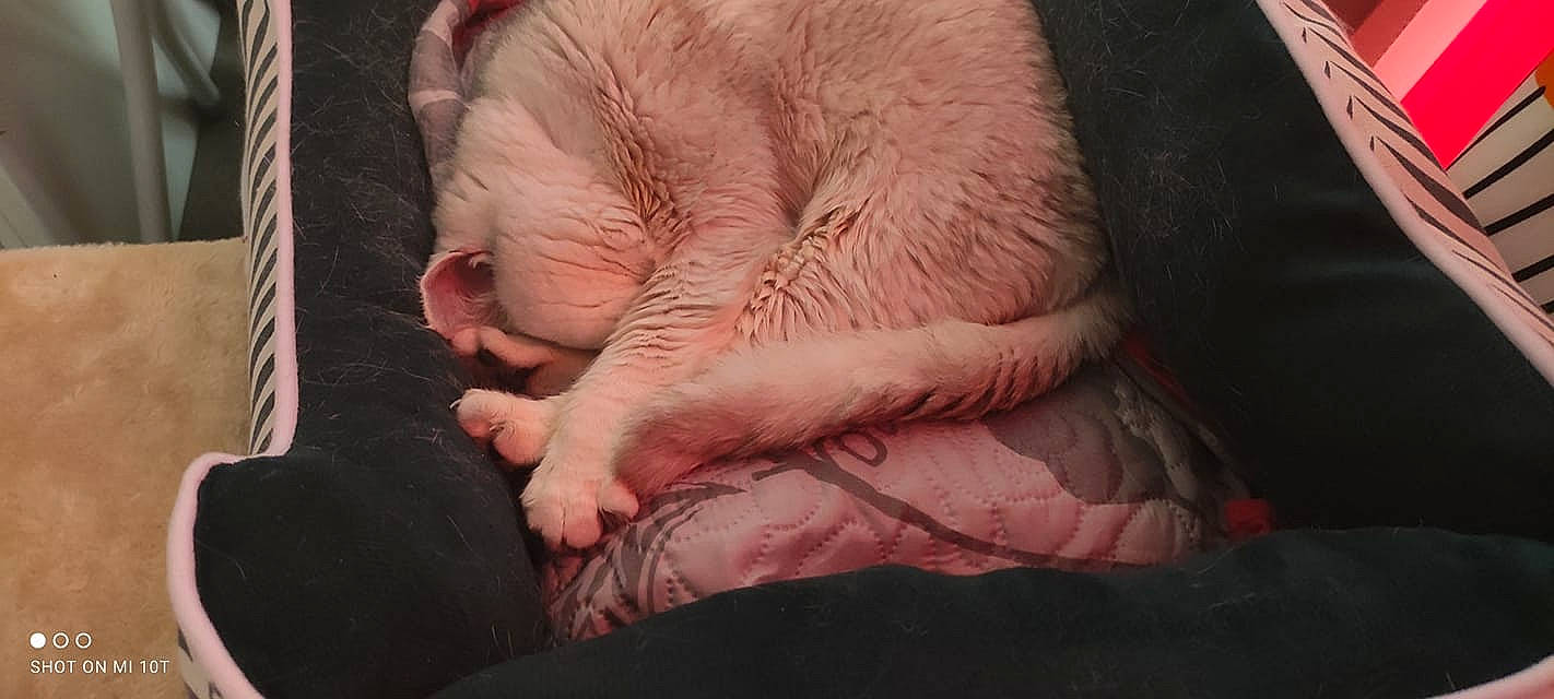 Poupou a rejoint le concours — aidez-le/la à gagner de superbes lots ! canidae, carnivore, claw, comfort, companion_dog, dog_breed, ear, fawn, felidae, fur, linens, nap, paw, small_to_medium_sized_cats, snout, sporting_group, tail, terrestrial_animal, whiskers, wrinkle