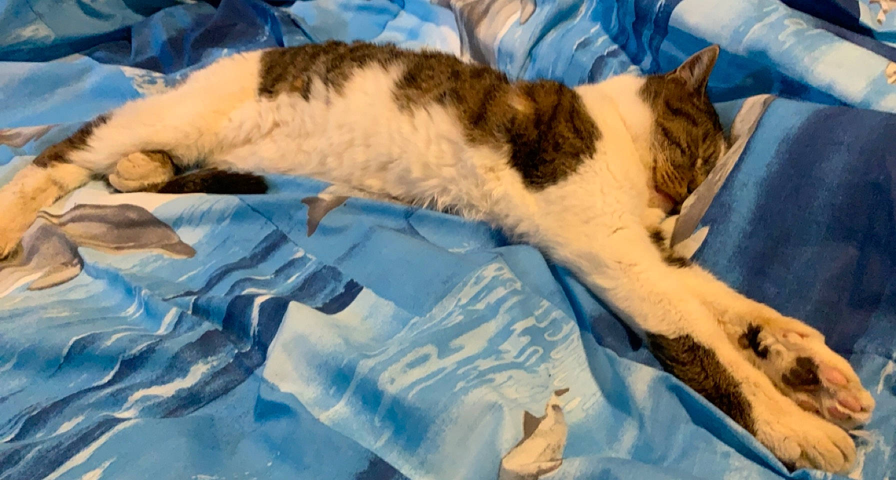 Cabriole a rejoint le concours — aidez-le/la à gagner de superbes lots ! bedding, blanket, canidae, carnivore, cat, comfort, domestic_short_haired_cat, duvet, felidae, fur, linens, nap, pattern, paw, small_to_medium_sized_cats, tail, terrestrial_animal, textile, whiskers, wood