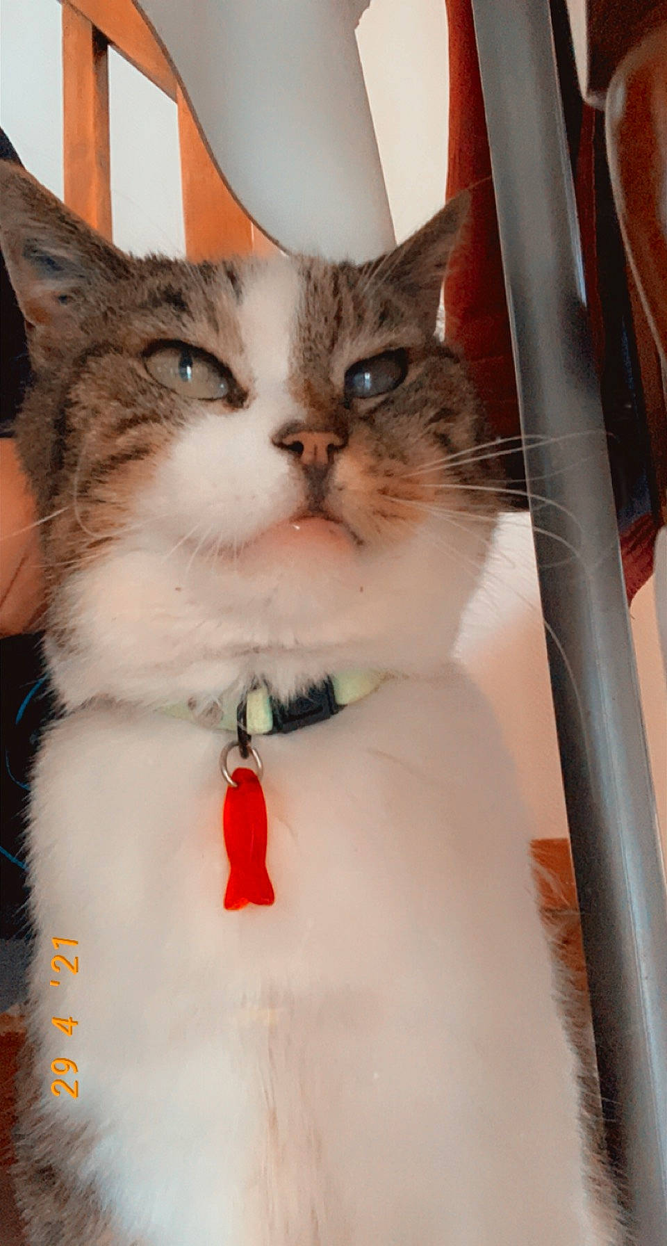 Cabriole participe au concours pour gagner de l'argent avec cette photo : box, carnivore, cat, collar, domestic_short_haired_cat, door, event, eye, fawn, felidae, formal_wear, fur, paw, small_to_medium_sized_cats, snout, whiskers, window