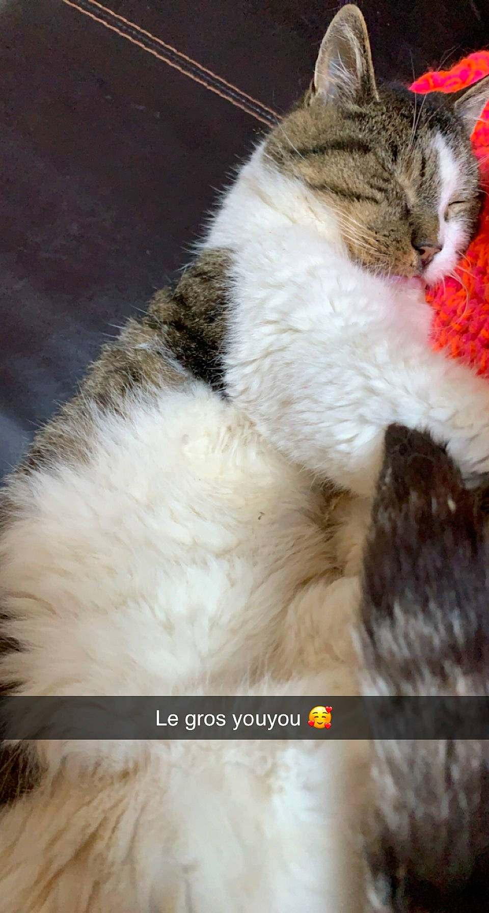 Cabriole participe au concours pour gagner de l'argent avec cette photo : american_curl, carnivore, cat, domestic_long_haired_cat, felidae, fur, kitten, norwegian_forest_cat, nose, paw, photo_caption, photography, polydactyl_cat, ragdoll, selkirk_rex, small_to_medium_sized_cats, tail, whiskers