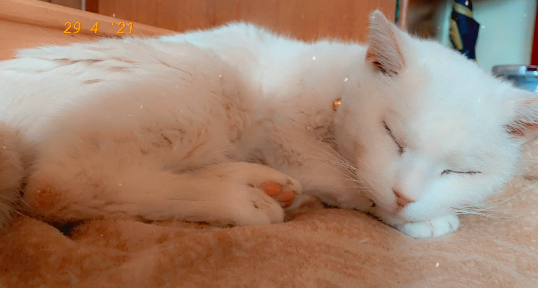 Titeuf participe au concours pour gagner de l'argent avec cette photo : carnivore, cat, claw, comfort, domestic_short_haired_cat, ear, eye, fawn, felidae, foot, fur, nap, paw, sleep, small_to_medium_sized_cats, snout, tail, whiskers, window