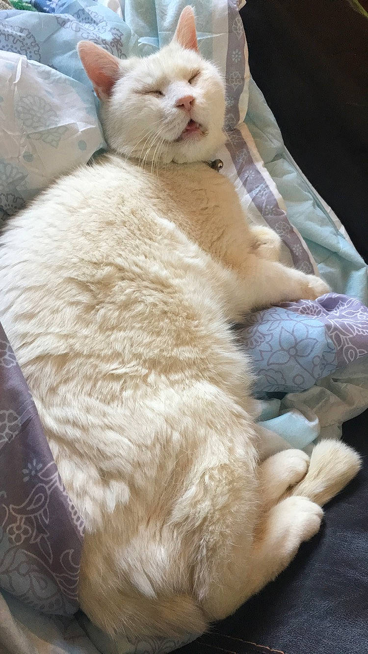 Titeuf a rejoint le concours — aidez-le/la à gagner de superbes lots ! asian, british_shorthair, burmilla, carnivore, cat, colorpoint_shorthair, cornish_rex, fawn, felidae, fur, khao_manee, mammal, small_to_medium_sized_cats, turkish_angora, whiskers