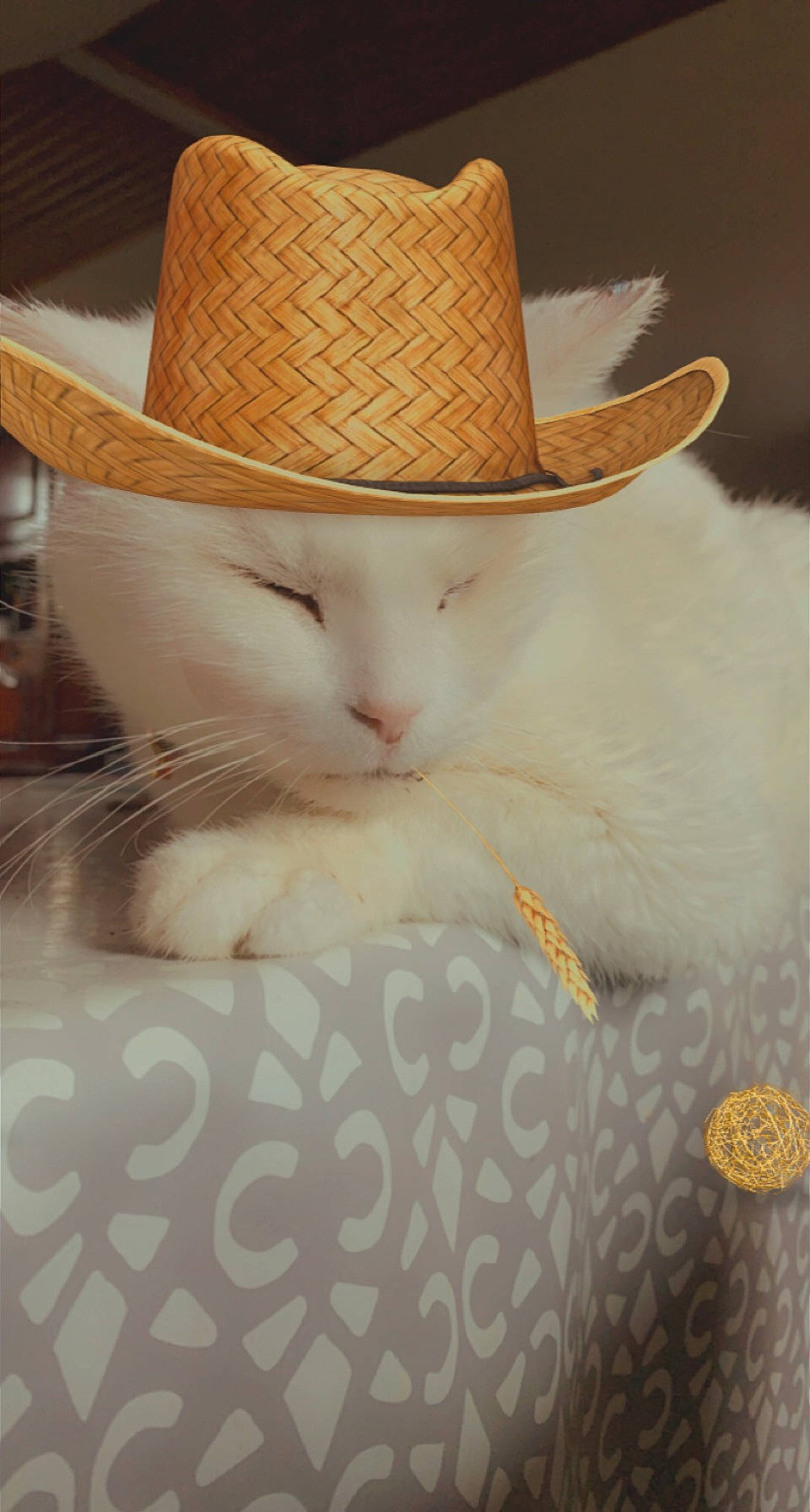 Titeuf participe au concours pour gagner de l'argent avec cette photo : carnivore, cat, comfort, costume_hat, cowboy_hat, domestic_short_haired_cat, eye, fashion_accessory, fawn, fedora, felidae, fur, hat, head, pattern, small_to_medium_sized_cats, sun_hat, tail, textile, whiskers