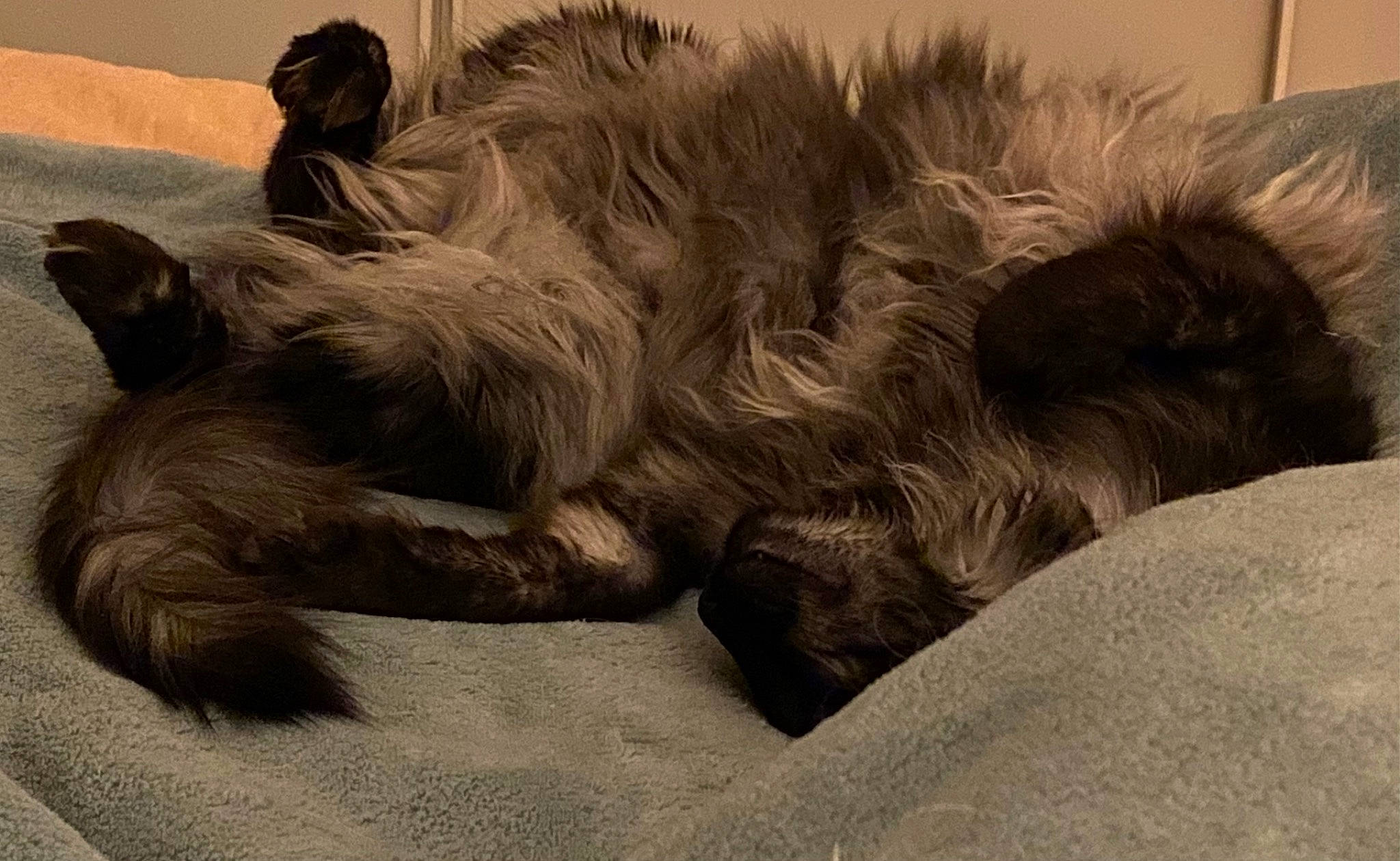 Romi a rejoint le concours — aidez-le/la à gagner de superbes lots ! canidae, carnivore, cat, claw, comfort, companion_dog, dog_breed, felidae, fur, grey, monochrome, monochrome_photography, nap, paw, sleep, small_to_medium_sized_cats, sporting_group, tail, terrestrial_animal