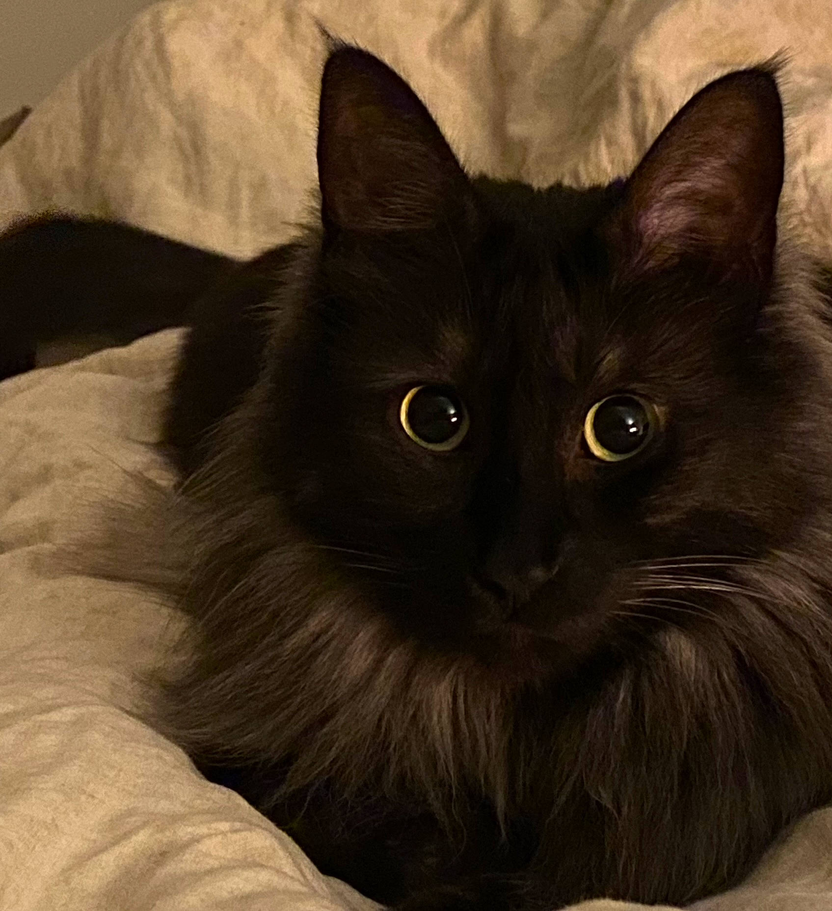 Romi a rejoint le concours — aidez-le/la à gagner de superbes lots ! black_cat, bombay, carnivore, cat, comfort, felidae, fur, grey, small_to_medium_sized_cats, snout, terrestrial_animal, whiskers, window