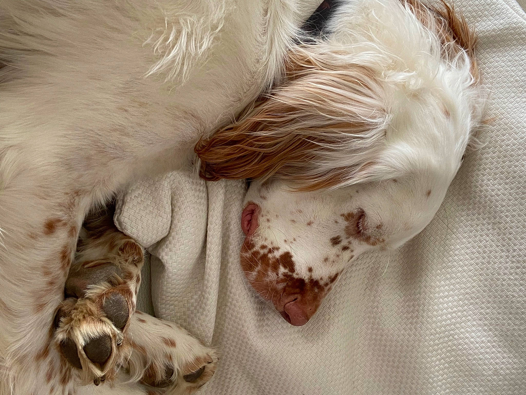 Rimbo participe au concours pour gagner de l'argent avec cette photo : canidae, carnivore, claw, comfort, companion_dog, dog, dog_breed, duvet, fawn, felidae, fur, linens, liver, nap, paw, sleep, snout, sporting_group, tail, whiskers