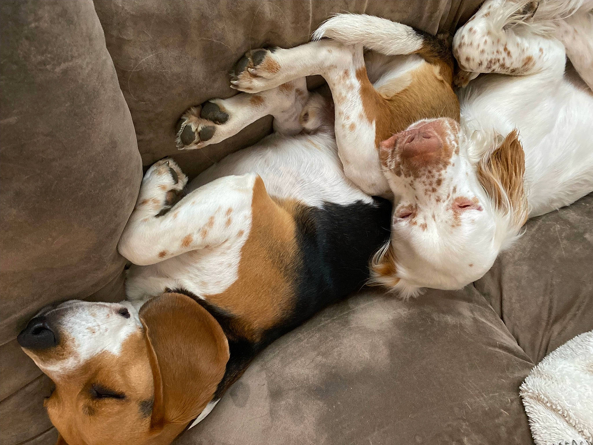 Rimbo participe au concours pour gagner de l'argent avec cette photo : art, canidae, carnivore, comfort, companion_dog, dog, dog_breed, fawn, fur, linens, mammal, nap, paw, snout, sporting_group, tail, terrestrial_animal, vertebrate, whiskers, working_animal