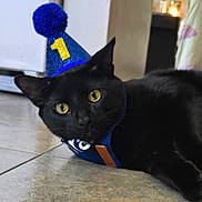 Rocky joined the competition — help win amazing prizes! black_cat, cat, party_hat, indoor, floor, pet, animal, celebration, number_one, wide_eyes, curious, lying_down, domestic_cat, feline, closeup, headwear, tile_floor, cute, young_cat, looking