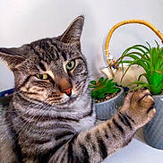 Yuki participe au concours pour gagner de l'argent avec cette photo : cat, tabby, green_eyes, paw, succulent, plant, pot, indoor, curious, feline, striped, whiskers, closeup, pet, animal, domestic, face, ears, table, background