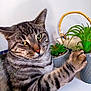 animal, background, cat, closeup, curious, domestic, ears, face, feline, green_eyes, indoor, paw, pet, plant, pot, striped, succulent, tabby, table, whiskers