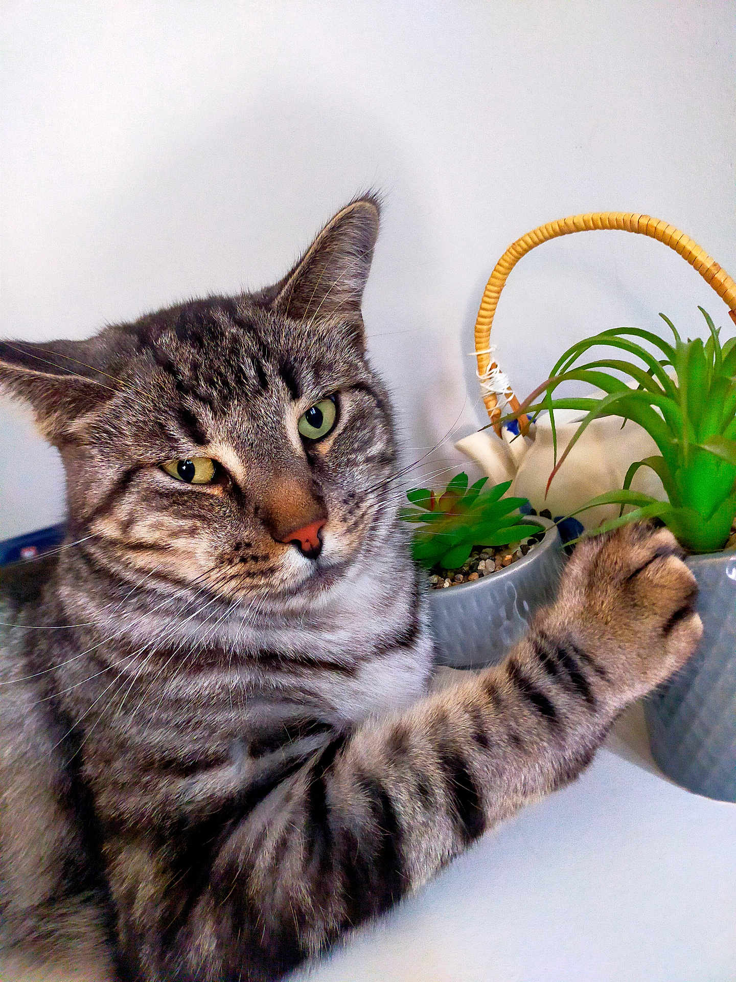 Yuki participe au concours pour gagner de l'argent avec cette photo : cat, tabby, green_eyes, paw, succulent, plant, pot, indoor, curious, feline, striped, whiskers, closeup, pet, animal, domestic, face, ears, table, background