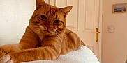 Jiggy is registered to the contest to win money with this photo: cat, orange_tabby, feline, pet, indoor, couch, white_couch, relaxed, lounging, home, door, wall_art, cozy, furniture, soft_light, whiskers, ears, paws, fur, curious