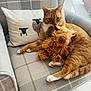 Jiggy joined the competition — help win amazing prizes! cat, orange_tabby, stuffed_animal, armchair, plaid, pillow, sheep_design, indoor, relaxing, pet, cozy, furniture, cute, animal_toy, whiskers, claws, fur, floor_tiles, natural_light, domestic