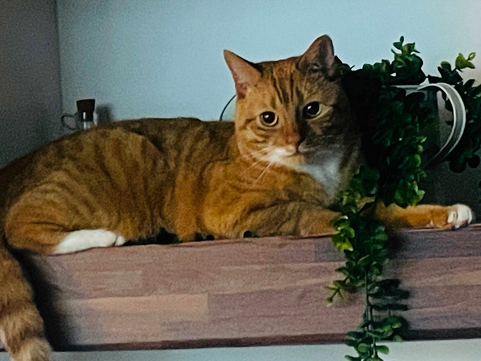 Jiggy is registered to the contest to win money with this photo: cat, ginger_cat, tabby, indoor, plant, wooden_shelf, feline, pet, curious, relaxed, greenery, houseplant, fur, whiskers, animal, mammal, domestic_cat, resting, looking, cozy
