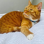 Jiggy is registered to the contest to win money with this photo: cat, ginger_cat, pet, animal, feline, bed, white_bedspread, indoor, relaxed, alert, whiskers, ears, paw, collar, domestic_cat, cute, fur, yellow_eyes, resting, side_view
