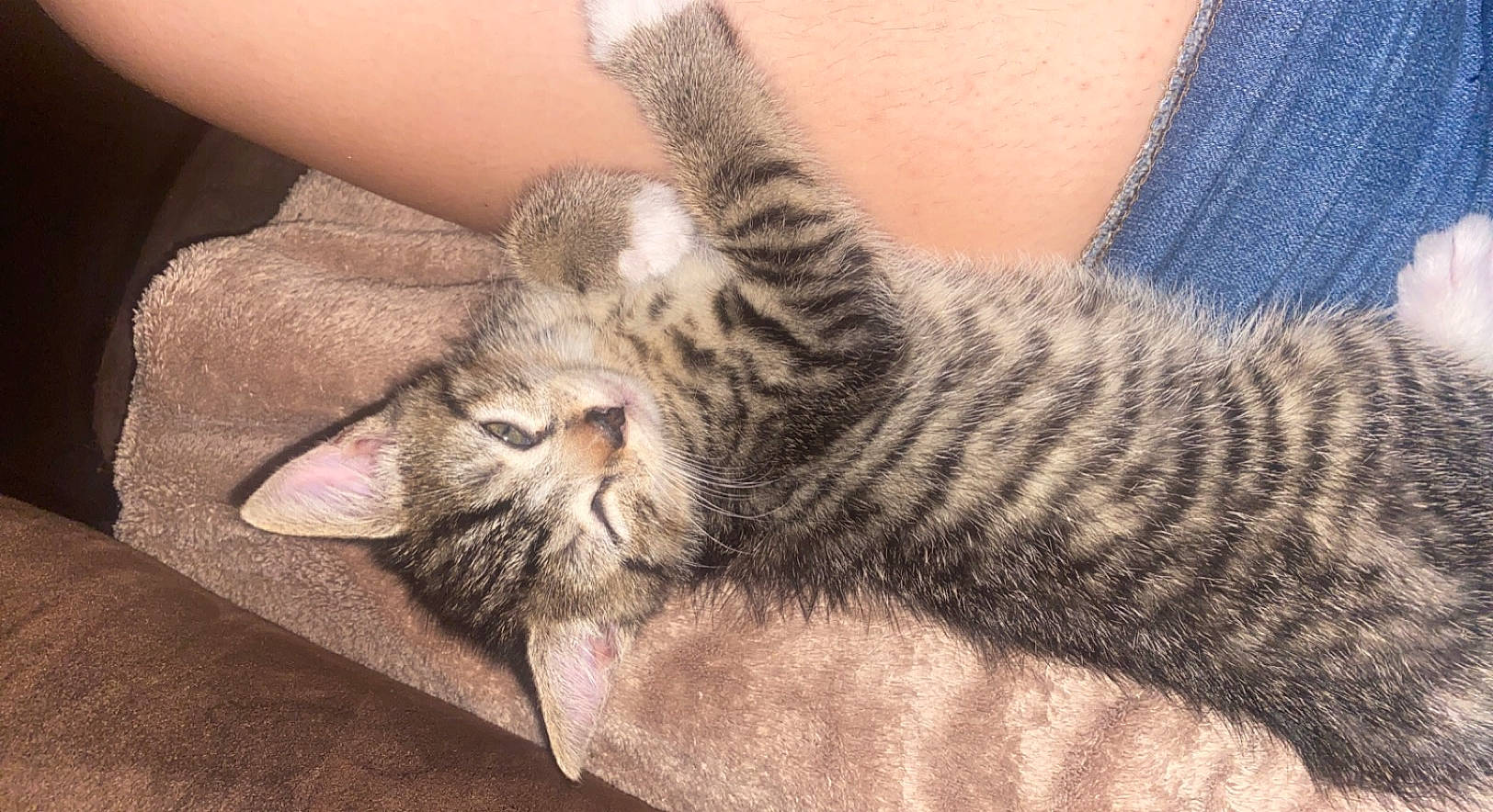 Mittens joined the competition — help win amazing prizes! carnivore, cat, claw, close_up, comfort, domestic_short_haired_cat, fawn, felidae, fur, gesture, grey, nail, nap, pattern, paw, small_to_medium_sized_cats, snout, terrestrial_animal, vertebrate, whiskers