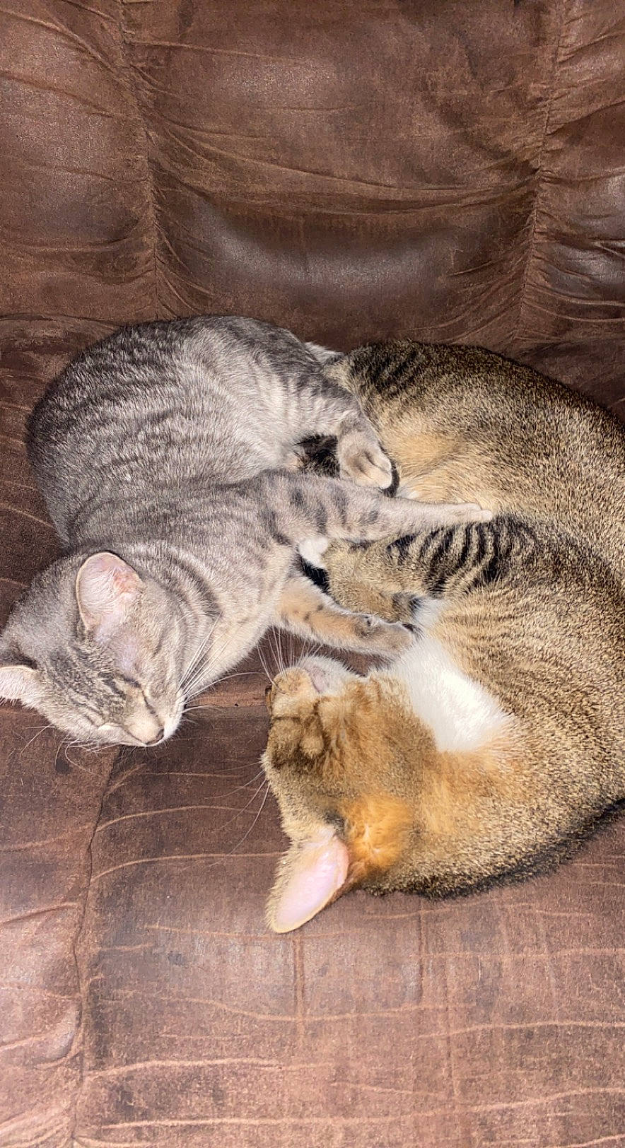 Sophia And Thor is registered to the contest to win money with this photo: carnivore, cat, claw, comfort, domestic_short_haired_cat, felidae, flooring, fur, grey, hardwood, nap, paw, sleep, small_to_medium_sized_cats, snout, tail, terrestrial_animal, whiskers, wildlife, wood