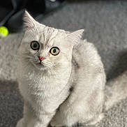 Loki joined the competition — help win amazing prizes! cat, white_cat, pet, animal, feline, indoor, carpet, green_eyes, fur, cute, sitting, looking_up, blurred_background, soft_light, playful, domestic_animal, whiskers, tail, curious, close_up
