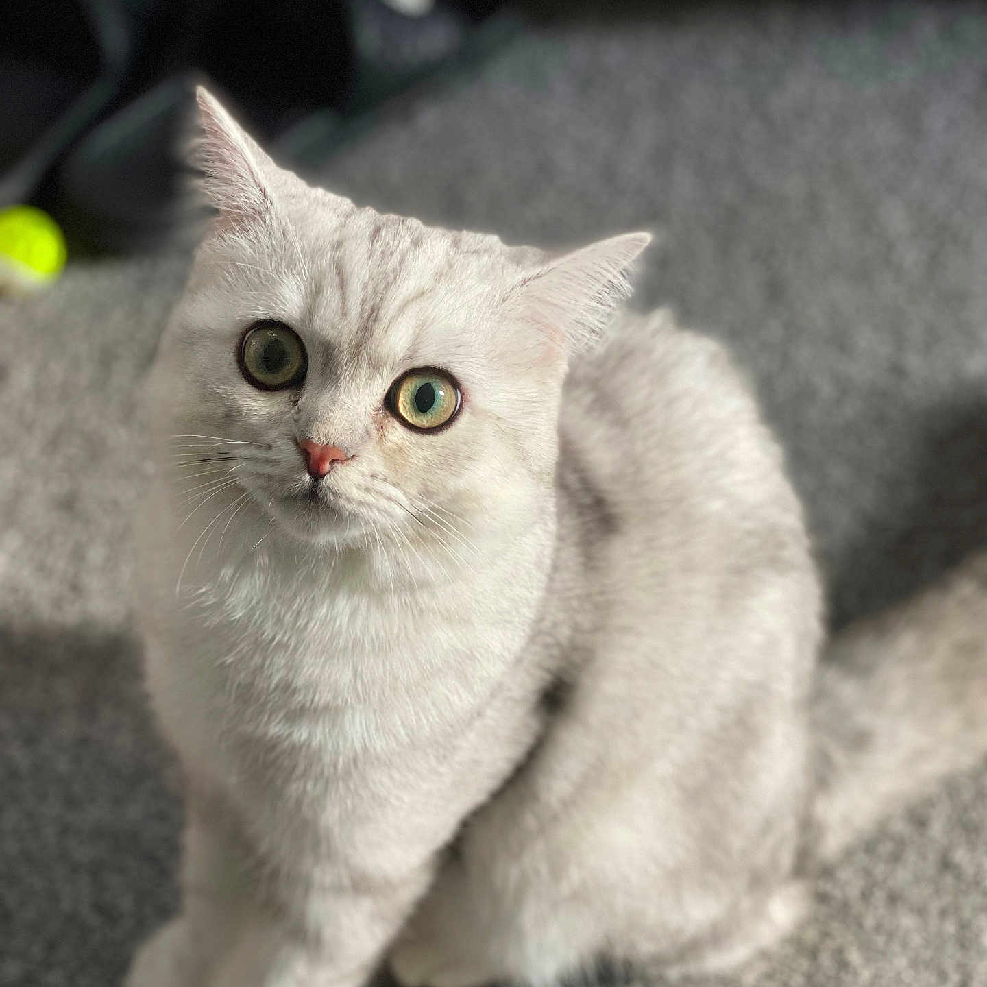 Loki joined the competition — help win amazing prizes! animal, blurred_background, carpet, cat, close_up, curious, cute, domestic_animal, feline, fur, green_eyes, indoor, looking_up, pet, playful, sitting, soft_light, tail, whiskers, white_cat