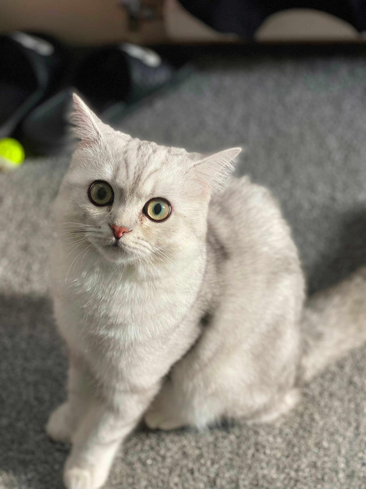 Loki joined the competition — help win amazing prizes! cat, white_cat, pet, animal, feline, indoor, carpet, green_eyes, fur, cute, sitting, looking_up, blurred_background, soft_light, playful, domestic_animal, whiskers, tail, curious, close_up