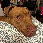 Ichigo participe au concours pour gagner de l'argent avec cette photo : animal, background, blanket, brown_dog, close_up, comfort, cozy, dog, ears, expression, eyes, face, fur, furniture, home, indoor, nose, pattern, pet, resting