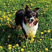 Pepsie a rejoint le concours — aidez-le/la à gagner de superbes lots ! dog, dandelion, grass, field, outdoor, animal, nature, flower, spring, sunlight, pet, happy, tongue_out, black_white_brown, fur, ears, greenery, playful, canine, daytime
