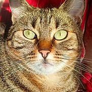 Shoko a rejoint le concours — aidez-le/la à gagner de superbes lots ! animal, cat, close_up, cute, ears, face, feline, fur, green_eyes, indoor, muzzle, nose, pet, portrait, red_background, relaxed, striped, sunlight, tabby, whiskers