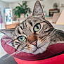 Shoko participe au concours pour gagner de l'argent avec cette photo : animal, blurred_background, cat, close_up, cozy, cushion, ears, face, furniture, green_eyes, home, indoor, pet, pink_nose, plant, relaxed, resting, soft_light, tabby_cat, whiskers