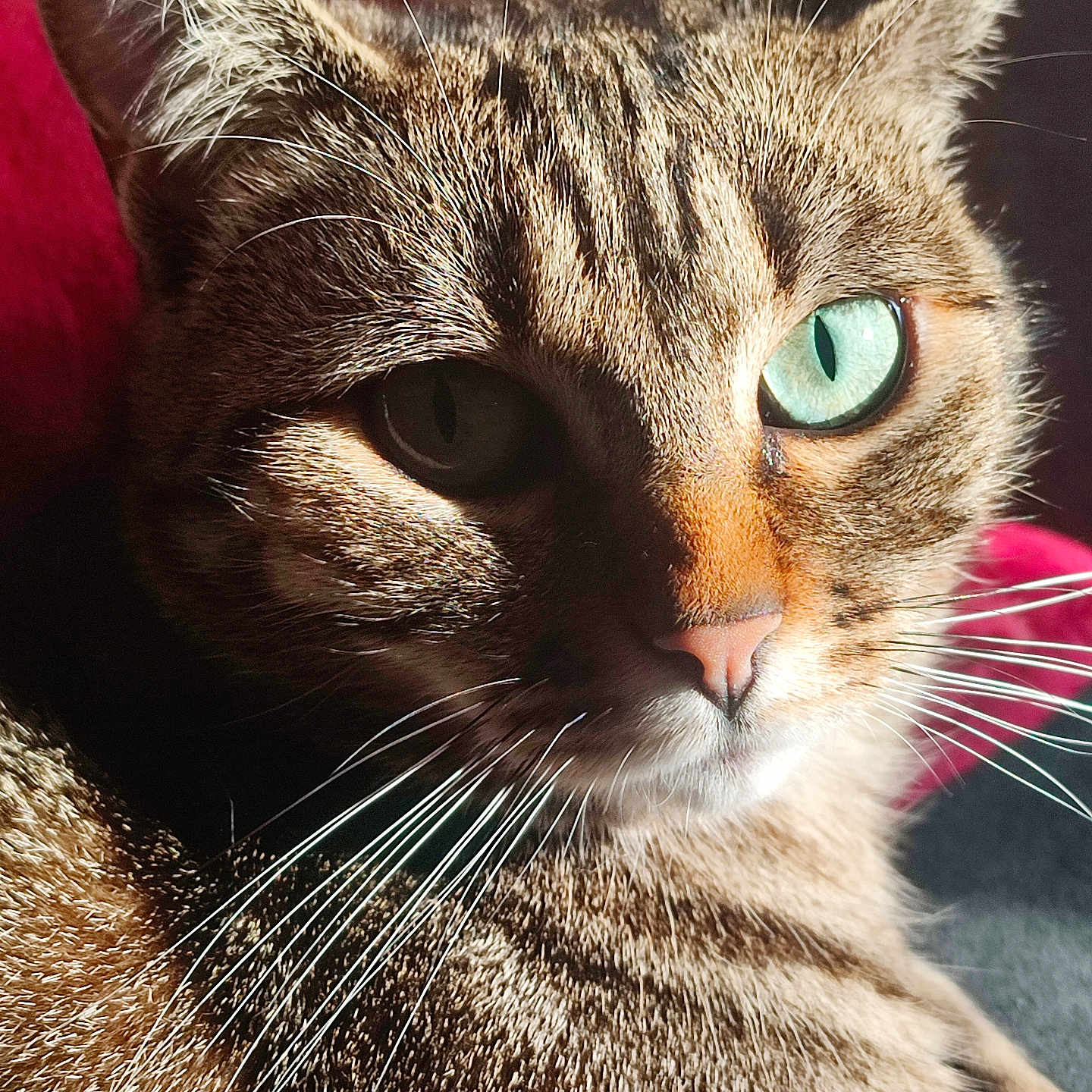 Shoko a rejoint le concours — aidez-le/la à gagner de superbes lots ! animal, cat, close_up, cute, domestic_cat, face, feline, fur, green_eyes, indoor, looking, mammal, pet, portrait, relaxed, shadow, sunlight, tabby_cat, texture, whiskers
