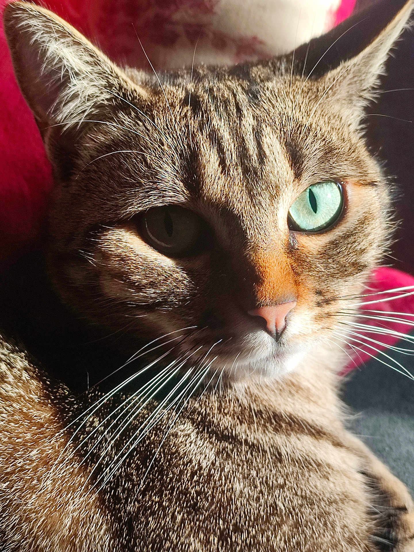 Shoko a rejoint le concours — aidez-le/la à gagner de superbes lots ! animal, cat, close_up, cute, domestic_cat, face, feline, fur, green_eyes, indoor, looking, mammal, pet, portrait, relaxed, shadow, sunlight, tabby_cat, texture, whiskers
