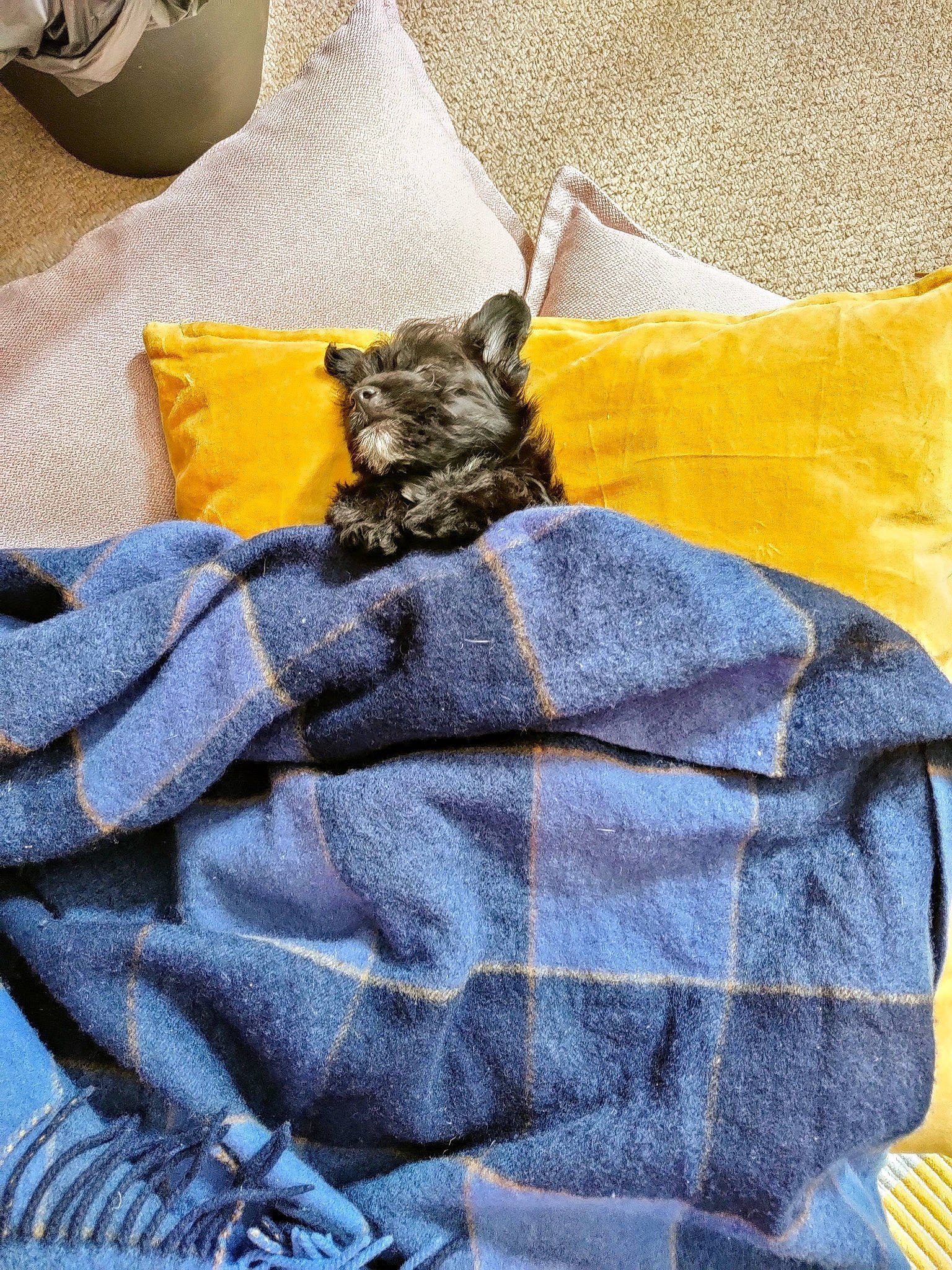 Trudy joined the competition — help win amazing prizes! bed_sheet, cat, denim, felidae, fur, furniture, jeans, kitten, linens, pattern, small_to_medium_sized_cats, textile, yellow