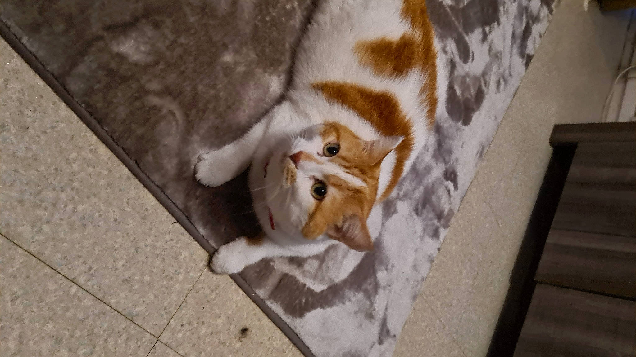 Chanel a rejoint le concours — aidez-le/la à gagner de superbes lots ! art, asphalt, carnivore, cat, companion_dog, concrete, domestic_short_haired_cat, fawn, felidae, flagstone, flooring, fur, grey, road_surface, sidewalk, small_to_medium_sized_cats, snout, tail, whiskers, wood