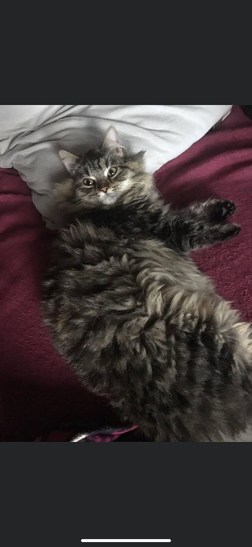 Moumouss a rejoint le concours — aidez-le/la à gagner de superbes lots ! asian, british_longhair, british_semi_longhair, carnivore, cat, domestic_long_haired_cat, felidae, fur, kitten, maine_coon, mammal, norwegian_forest_cat, pixie_bob, siberian, small_to_medium_sized_cats, tail, whiskers