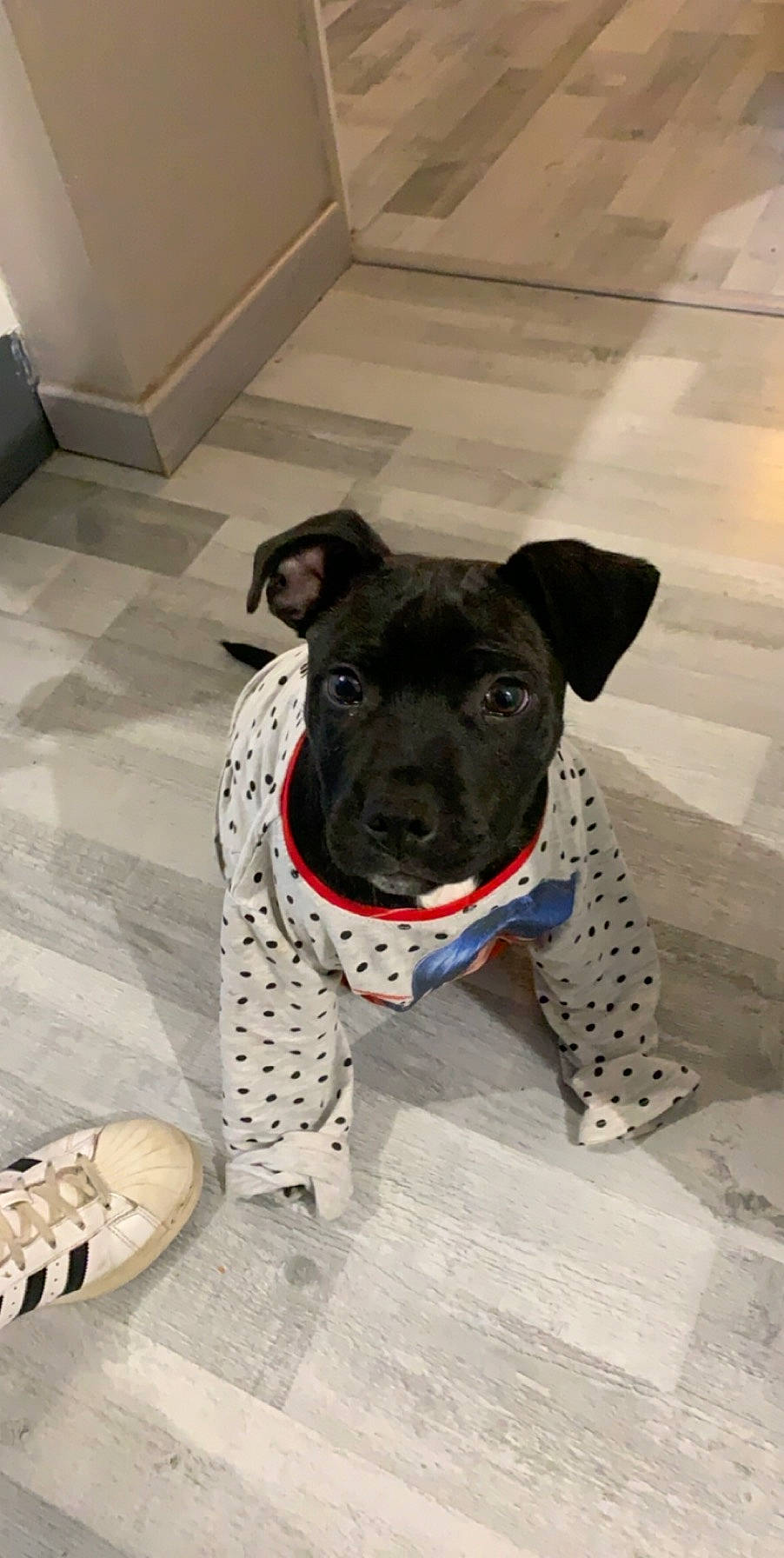 Paga participe au concours pour gagner de l'argent avec cette photo : american_pit_bull_terrier, canidae, carnivore, companion_dog, dog, dog_breed, dog_collar, fawn, floor, mammal, non_sporting_group, rare_breed_dog, snout, sporting_group, staffordshire_bull_terrier, tile