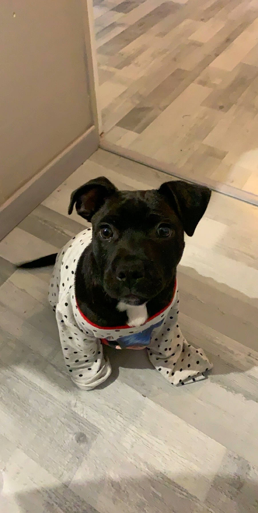 Paga participe au concours pour gagner de l'argent avec cette photo : american_pit_bull_terrier, american_staffordshire_terrier, canidae, carnivore, companion_dog, dog, dog_breed, dog_collar, fawn, mammal, non_sporting_group, pit_bull, puppy, rare_breed_dog, snout, sporting_group, staffordshire_bull_terrier, vertebrate